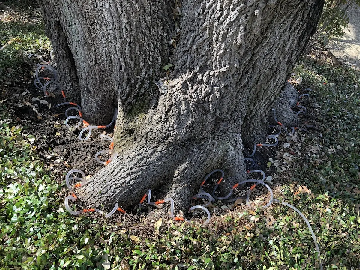 Detailed Tree Cabling and Bracing job site in Broomfield